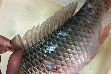 鲫鱼鱼鳞