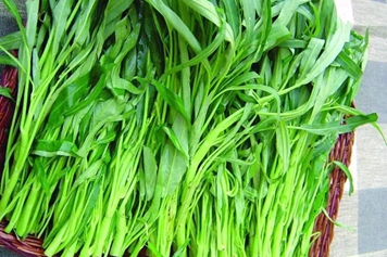 空筒菜