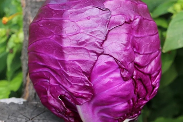 紫色卷心菜