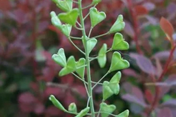 铃铛草