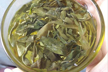 柳树叶茶
