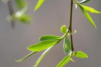 柳芽