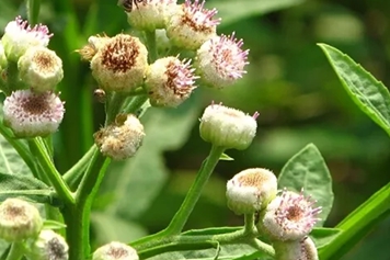 六棱菊