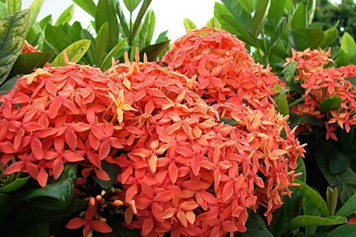 龙船花
