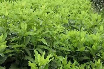 龙凤草