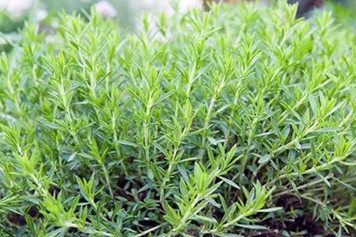 龙蒿草