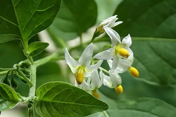 龙葵花