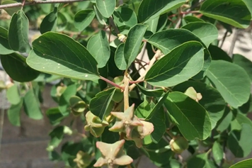 龙胚芽
