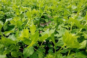 苦刺藤