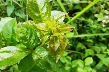 苦刺头