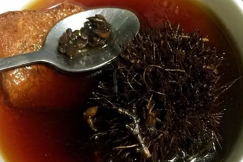 栗子壳煲猫爪草