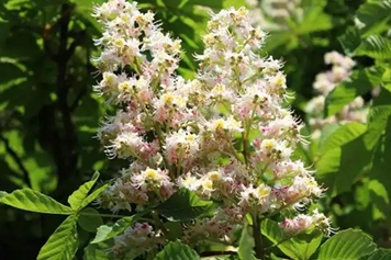 栗子花