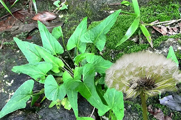 犁头草蒲公英合用