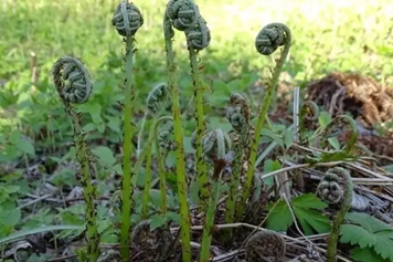 马蕨菜