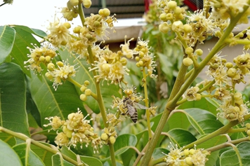 龙眼花