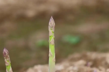 芦苇嫩芽