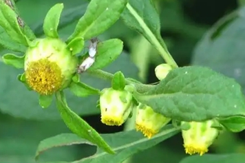 鹿活草