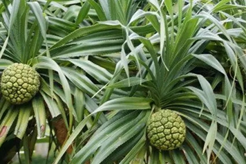 露兜树