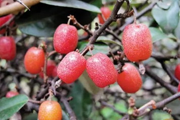 罗豆子