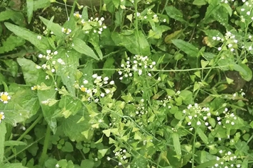 开花荠菜