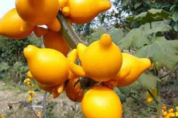 植物黄金果