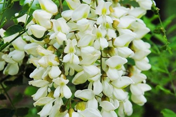 鲜槐花