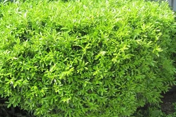 黄杨