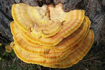 黄芝药材