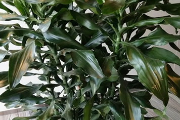 黄枝枝