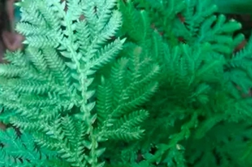 回生草