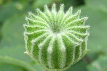 茴麻