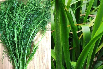 茴香菖蒲