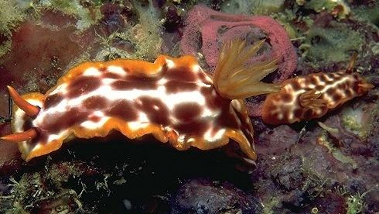 海兔