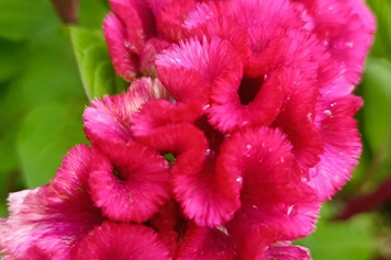 鸡公花