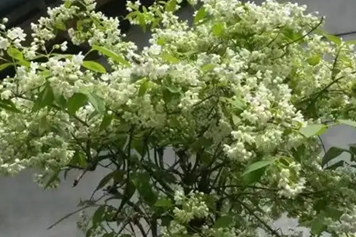 鸡骨头花