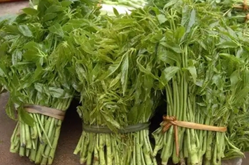 鸡脚菜