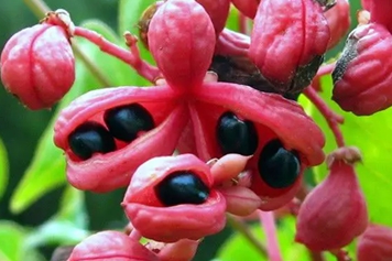 鸡胫花