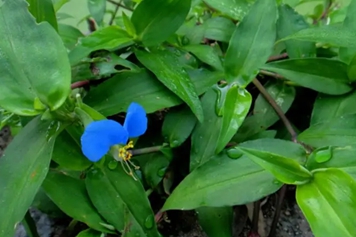 鸡舌草