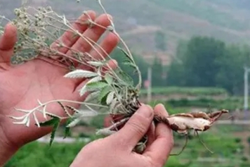 鸡腿草