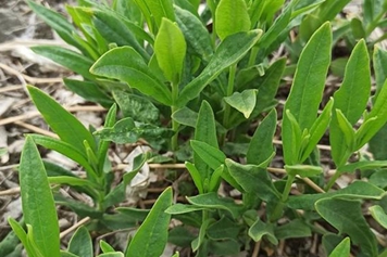 鸡肠菜