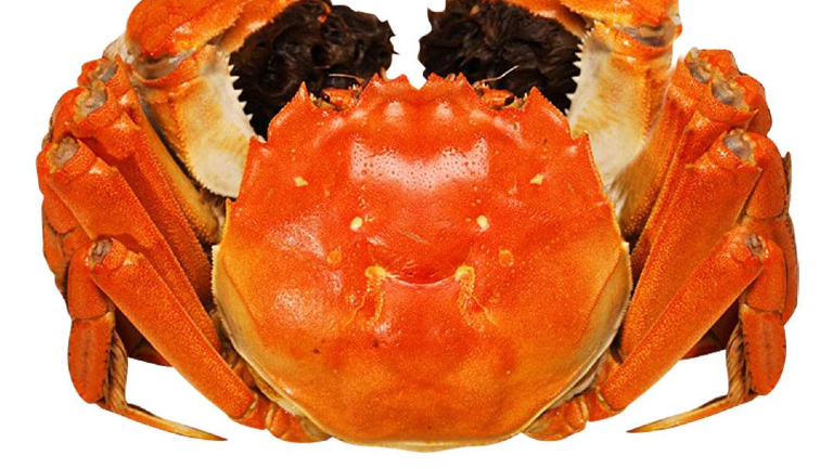 蟹