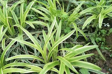 金边草