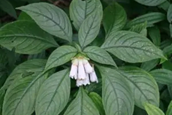 降龙草