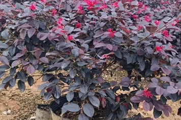 继木
