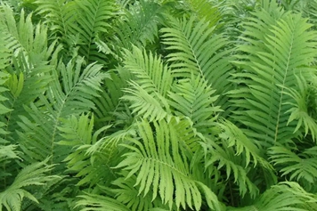 荚果蕨