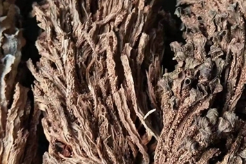 黄龙脱壳根
