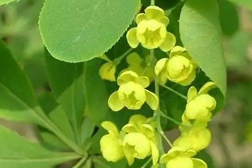 黄芦木
