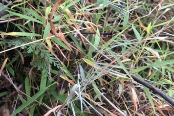 黄毛草
