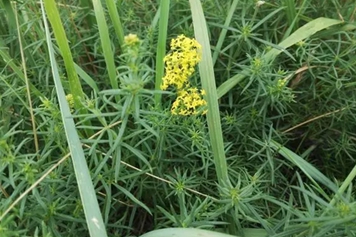 黄牛衣草