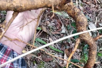 黄皮树根